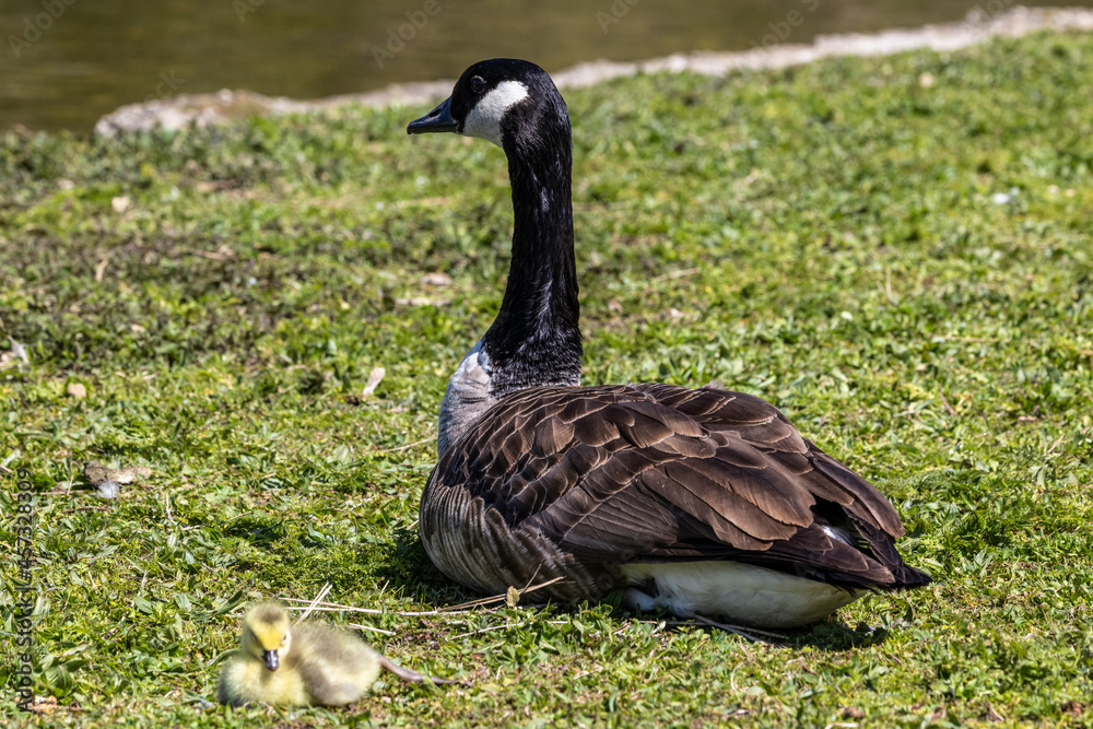 Canada goose, Branta canadensis family with young goslings at a lake near Munich in Germany Canada goose, Branta canadensis family with young goslings at a lake near Munich in Germany