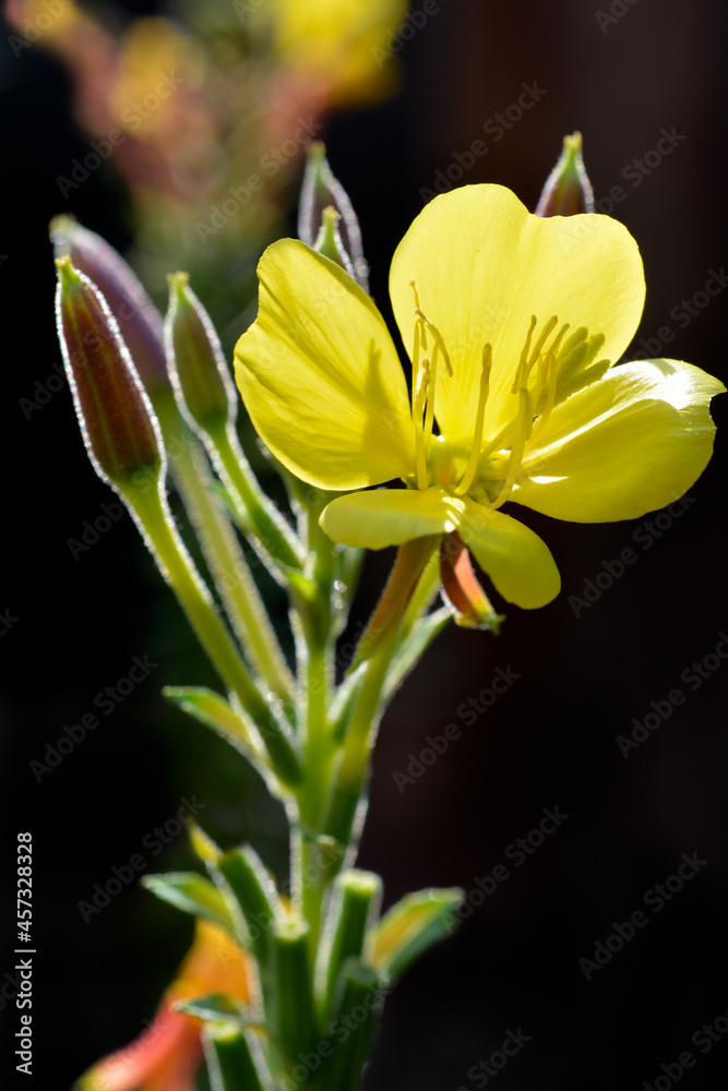 Fototapeta premium Yellow glowing blossom of evening primrose in front of dark background