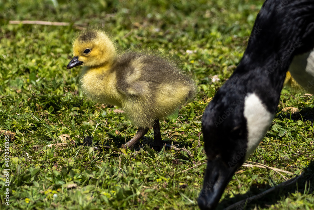 Canada goose, Branta canadensis family with young goslings at a lake near Munich in Germany Canada goose, Branta canadensis family with young goslings at a lake near Munich in Germany