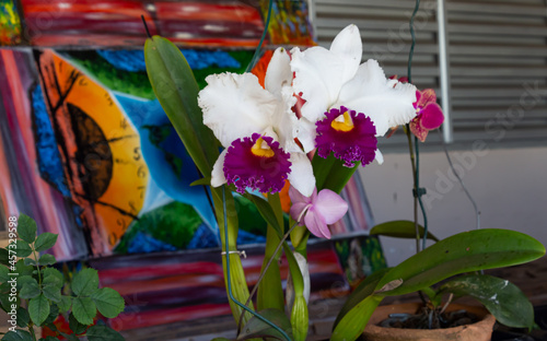 BRANCO ROXO BELEZA  ORQUÍDEA SUPERAR CORES