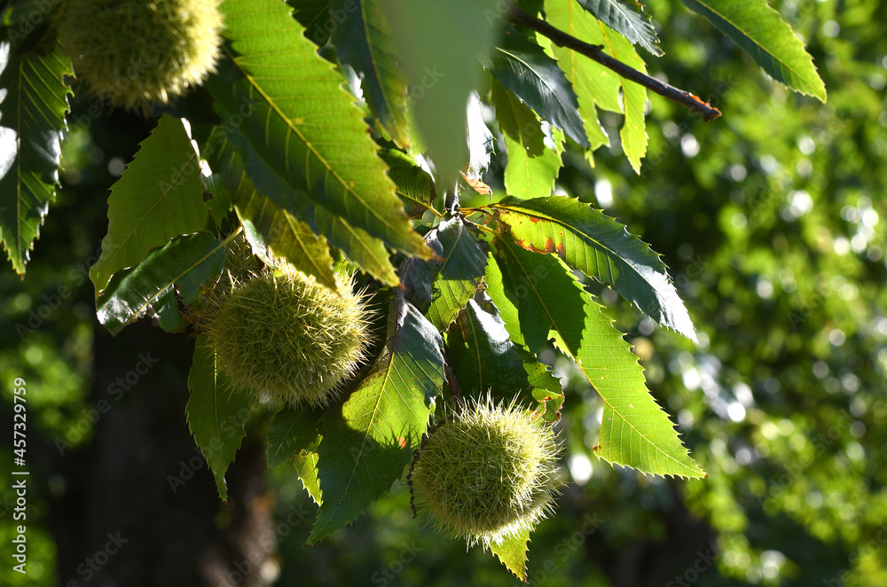 green hedgehogs on the chestnut branch. green hedgehogs on the chestnut branch.