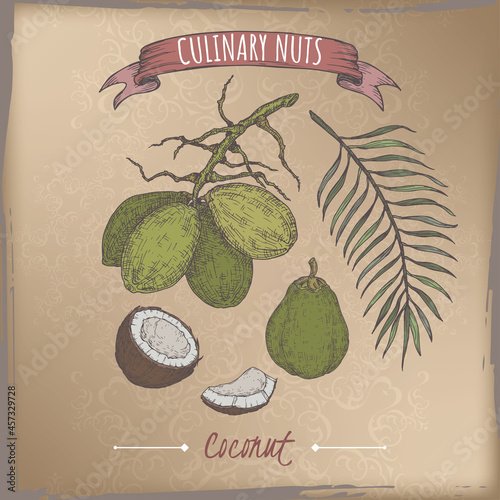 Cocos nucifera aka coconut tree branch and nuts color sketch on vintage background. Culinary nuts series.