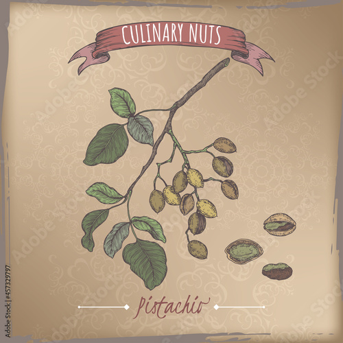 Pistacia vera aka pistachio branch and nuts color sketch on vintage background. Culinary nuts series.