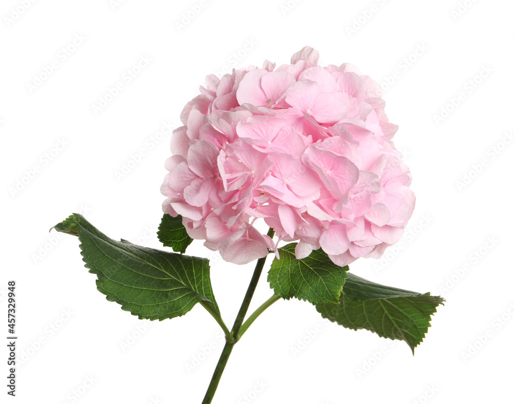 Fototapeta premium Branch of hortensia plant with delicate flowers on white background