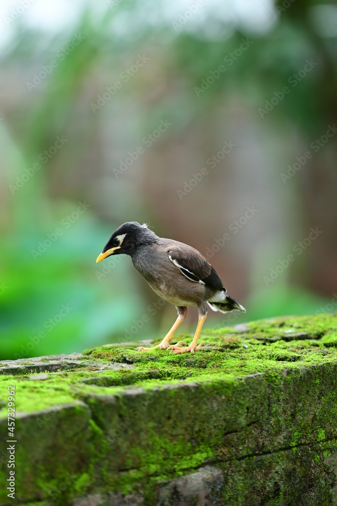 Obraz premium spotted woodpecker