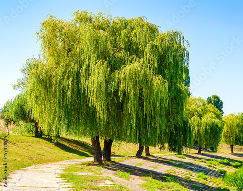 Weeping willow tree also known as Babylon willow or salix babylonica