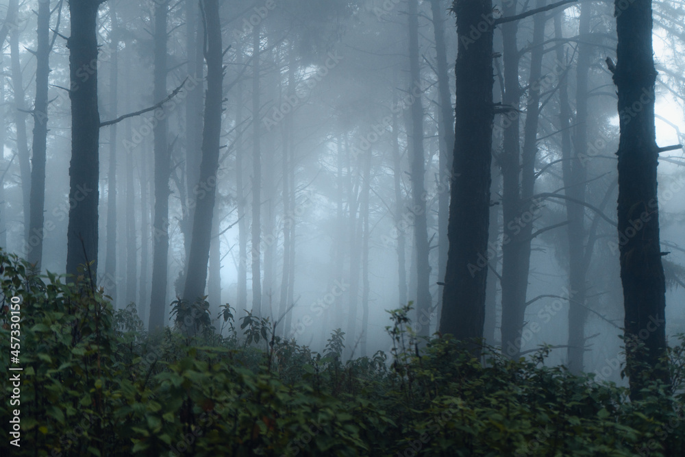 dark forest during a foggy,forest pine in asia