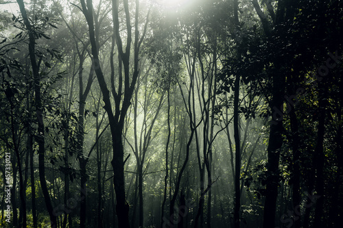 dark forest during a foggy forest pine in asia