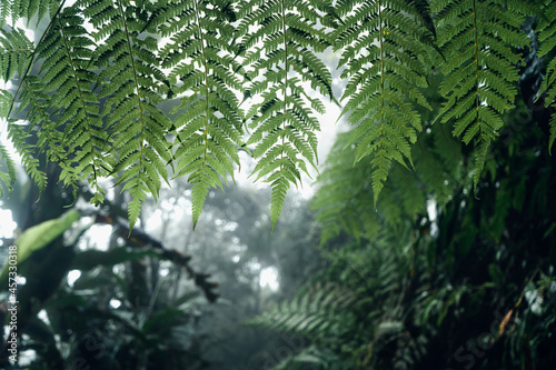 dark forest during a foggy forest pine in asia