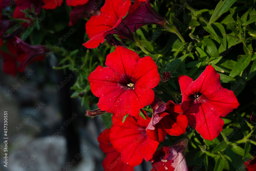Red petunias on a summer day in the garden close-up. Horizontal photo of beautiful nature Red petunias on a summer day in the garden close-up. Horizontal photo of beautiful nature
