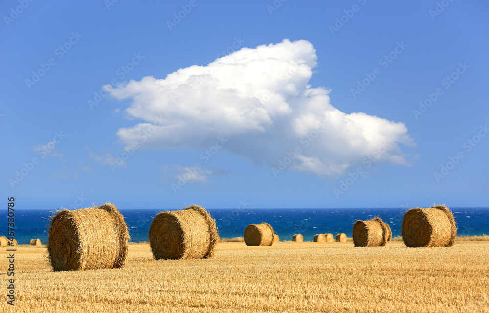 hay rolls on agricultural field