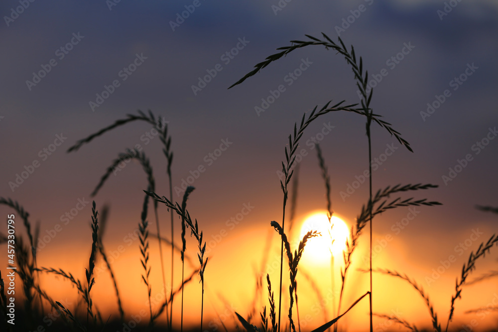 sunset in grassland