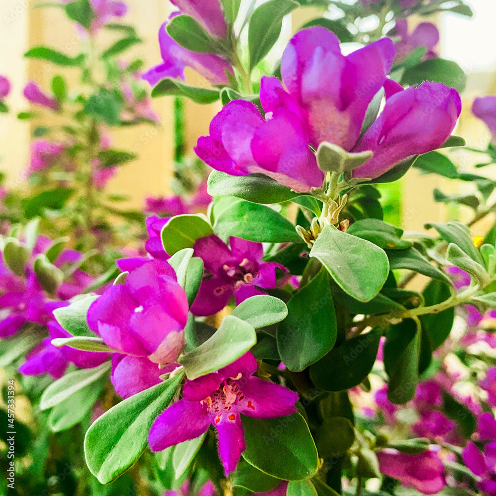 Flowering bush with bright flowers Flowering bush with bright flowers