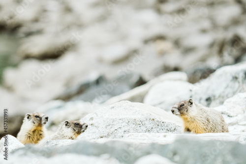 A family of marmots at Lake Chelan State Park