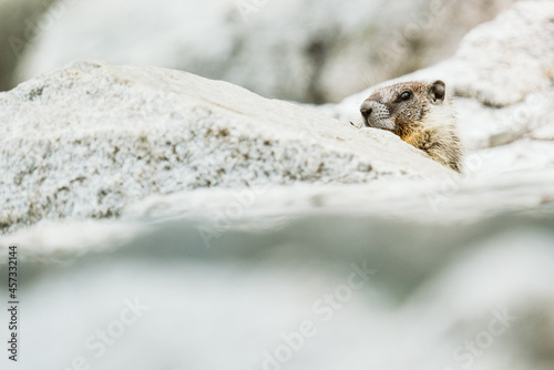A yellow-bellied marmot hiding in a rock pile