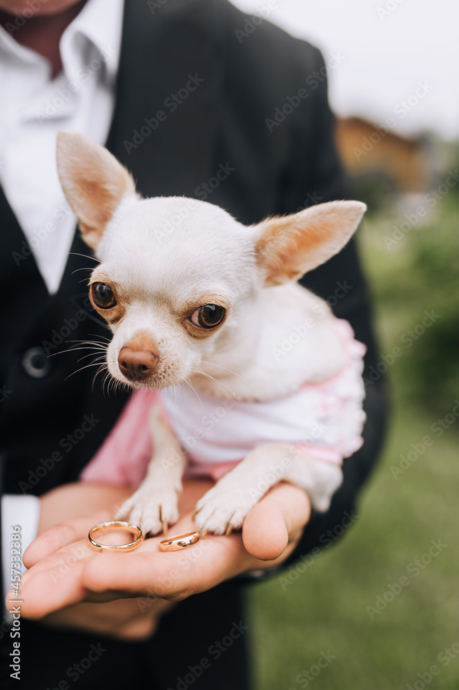 The groom at the ceremony holds gold rings and a purebred white Chihuahua dog on his hand. Wedding photography. The groom at the ceremony holds gold rings and a purebred white Chihuahua dog on his hand. Wedding photography.