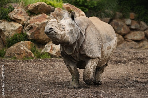 Indian rhinoceros in the beautiful nature looking habitat. One horned rhino. Endangered species. The biggest kind of rhinoceros on the earth.