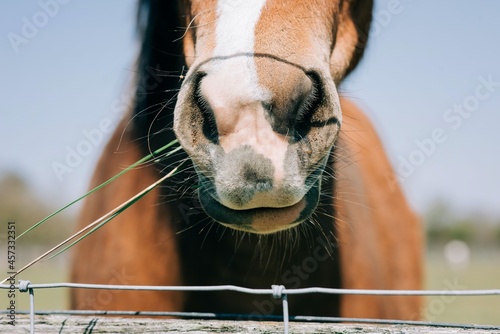 close up of a horses nose eating straw on a sunny day in England