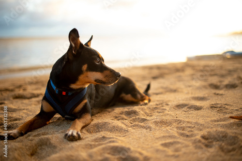Fototapeta Naklejka Na Ścianę i Meble -  Dog wearing vest laying on a beach in Honolulu, Hawai'i