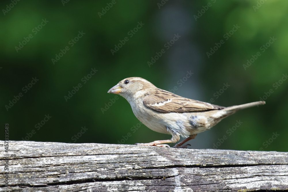 Haussperling / House sparrow / Passer domesticus Haussperling / House sparrow / Passer domesticus