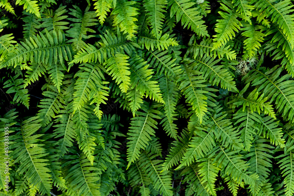 Group of healthy bright green fern fronds growing in redwood forest