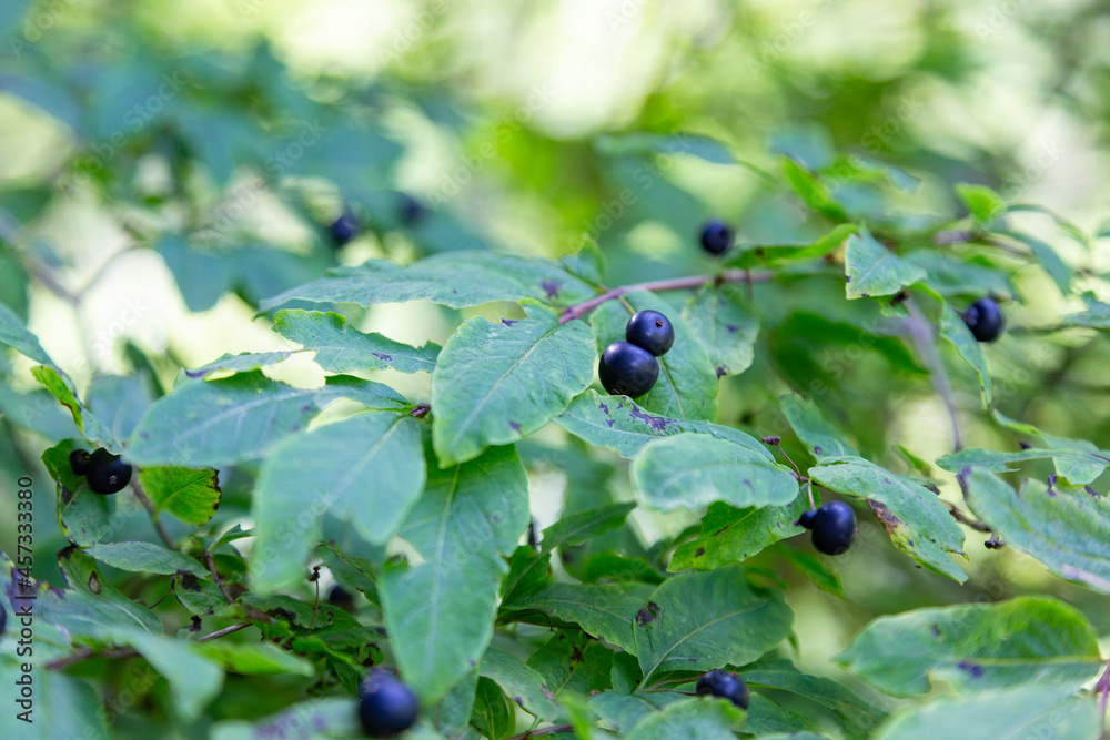 Lonicera nigra (blackberried honeysuckle) is a bush honeysuckle native