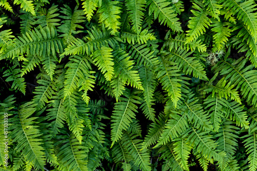 Group of healthy bright green fern fronds growing in redwood forest