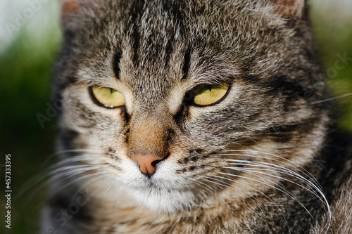 Portrait of a fluffy stray cat with yellow eyes close up