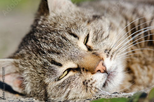 Сute portrait of a dozing stray cat close up