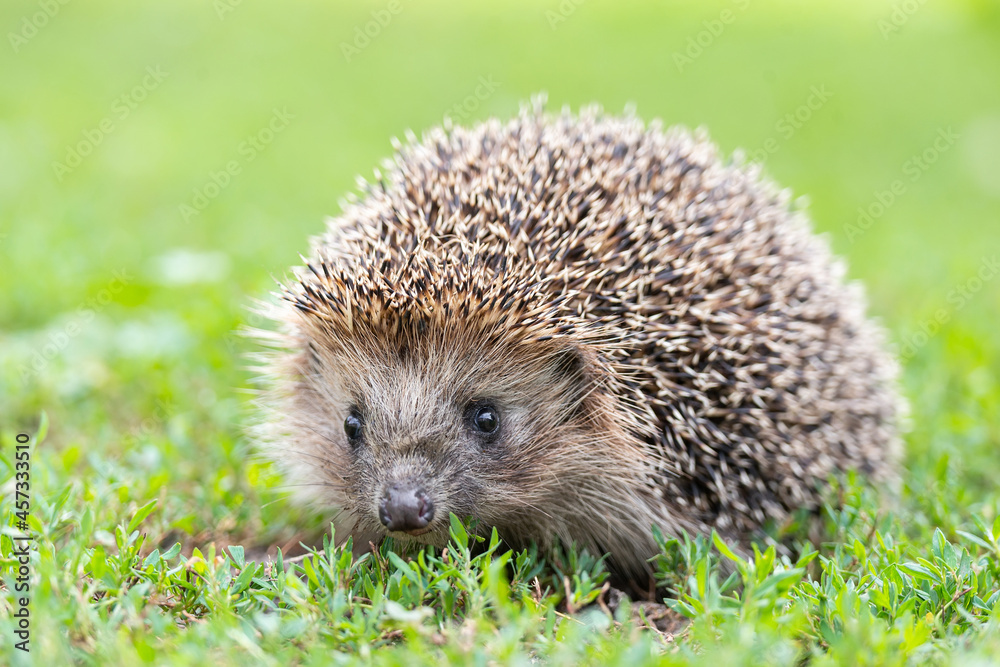 hedgehog on the grass hedgehog on the grass
