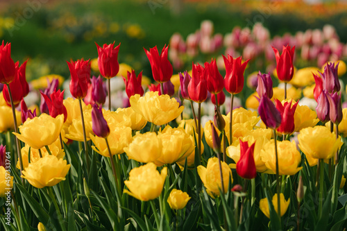 Colorful pointy red and yellow tulips in backyard garden