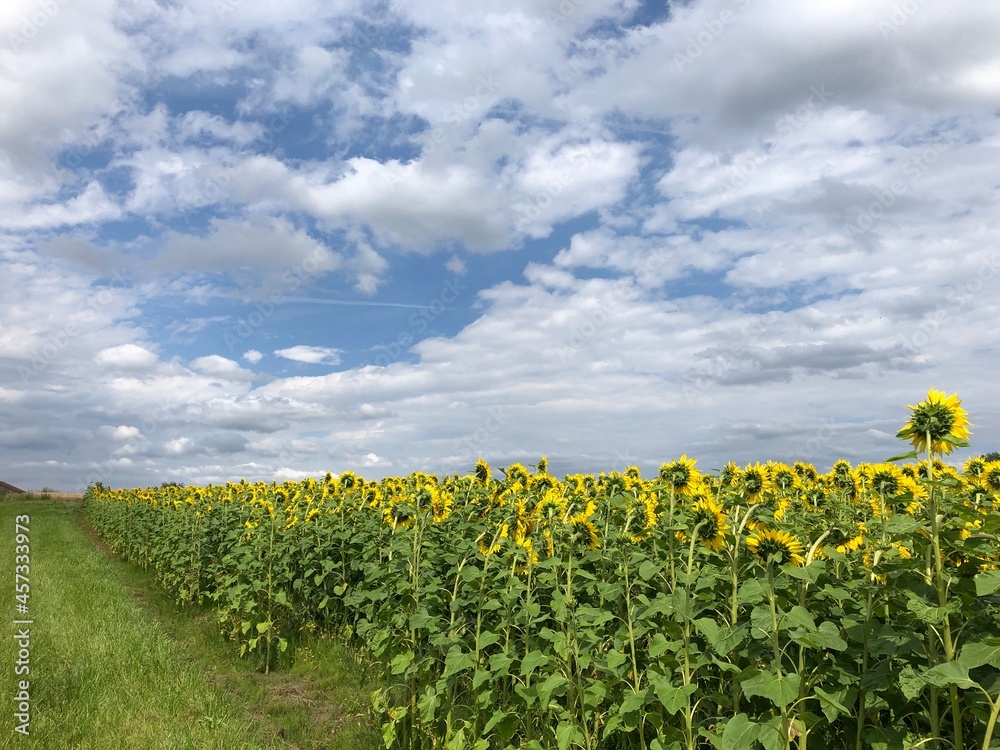 field of sunflowers