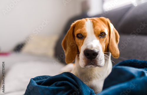 Beagle dog sad eyes big nose. Portrait, Copy space