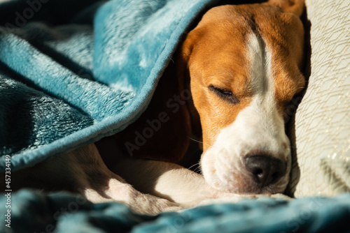Lazy and sleepy beagle dog under a blue blanket on a bed. Sunny day at home background.