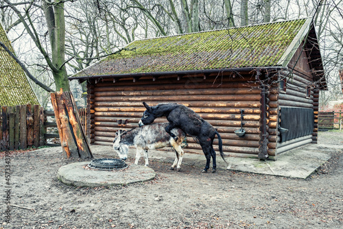 Donkey mating. A black domestic donkey climbs on a gray one