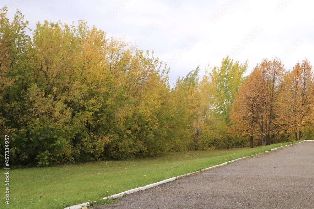 Obraz premium autumn, branches and wind