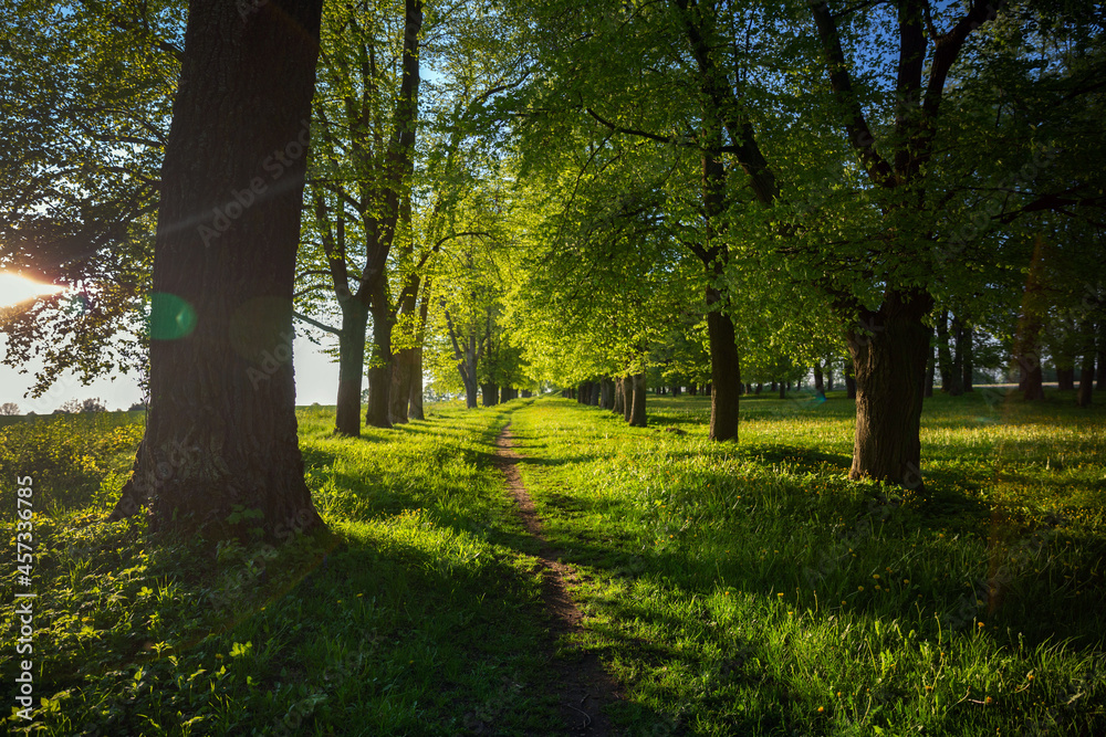Beautiful path among the trees