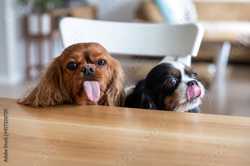 Photography Two funny dogs behind the table