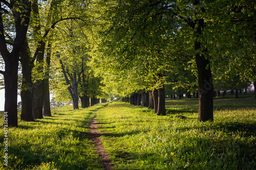 Beautiful path among the trees