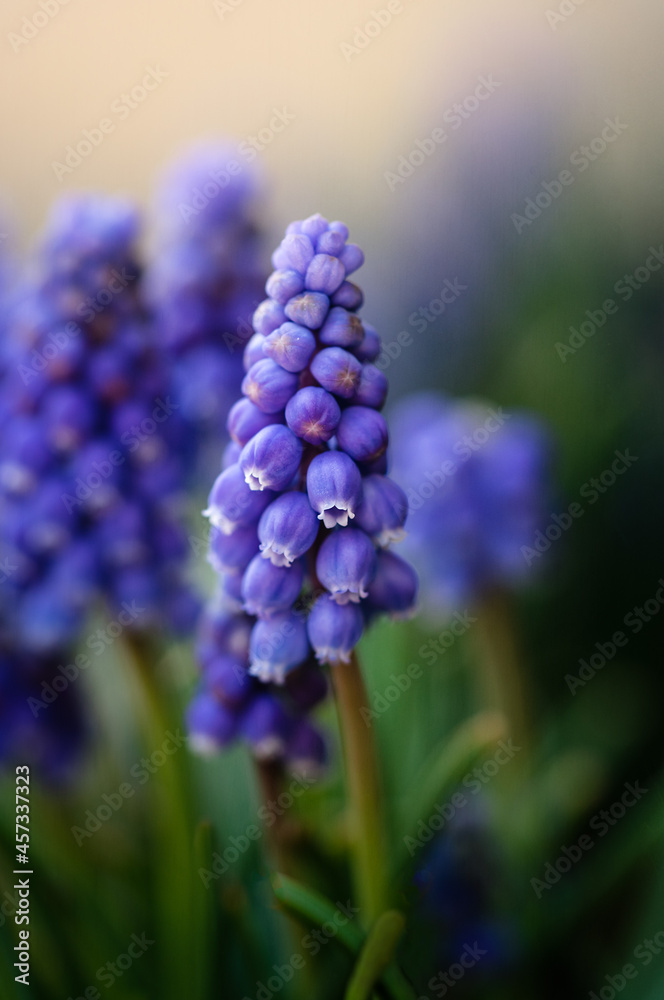 Close up of blue muscari grape hyacinth flowers in a garden in spring. Close up of blue muscari grape hyacinth flowers in a garden in spring.