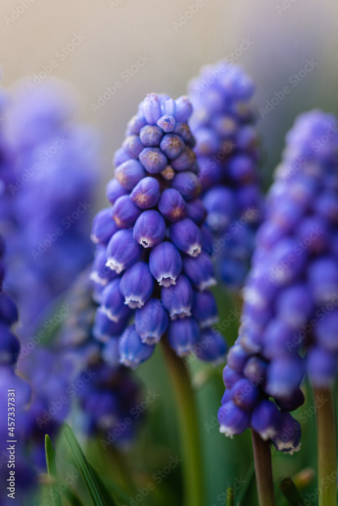 Close up of blue muscari grape hyacinth flowers in a garden in spring.