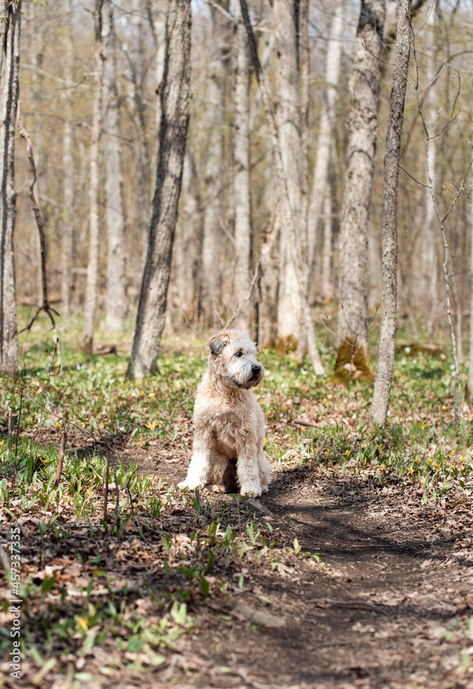 Fluffy dog sitting on a path through the woods on spring day.