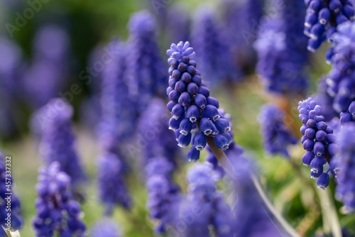 Close up of blue muscari grape hyacinth flowers in a garden in spring.
