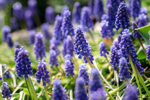 Group of blue muscari grape hyacinth flowers in a garden in spring.