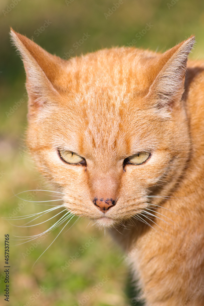 Intensely Gazing Ginger Orange Tabby Cat