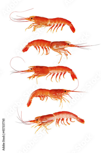 Five whole cooked shrimps vertically isolated on white