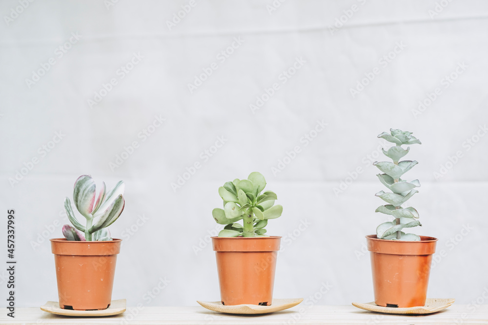 Trois petits pots en terre avec des plantes grasses sur un fond blanc