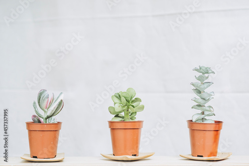 Trois petits pots en terre avec des plantes grasses sur un fond blanc