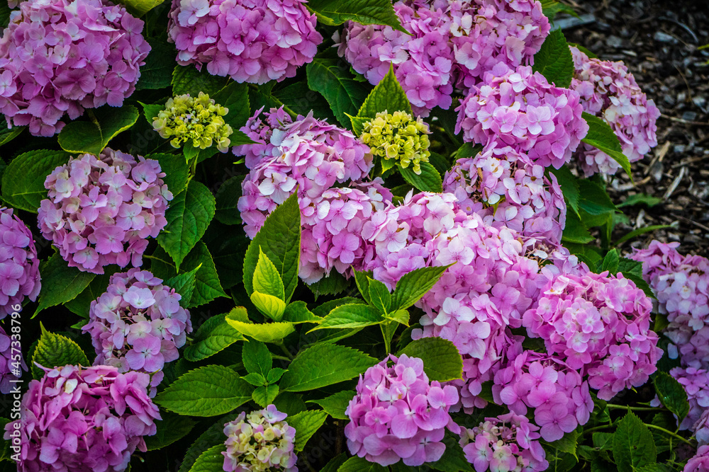 Mountain Laurel in Niagara Fall at Canada, Ontario Mountain Laurel in Niagara Fall at Canada, Ontario
