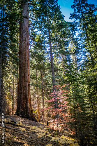 Giant Sequoia Trees in Yosemite National Park, California